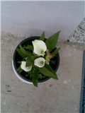 calla